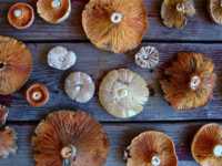 ed dm chewable tablets